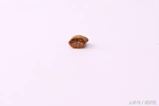 宠物洁牙方法,无麻醉宠物洁牙教程