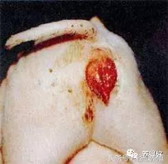 母猪产后消炎关注事项,妊娠母猪不能用哪些药