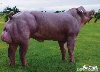 母猪产后消炎关注事项,妊娠母猪不能用哪些药