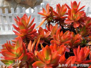 秋火莲多肉,秋火莲和火祭怎样修剪