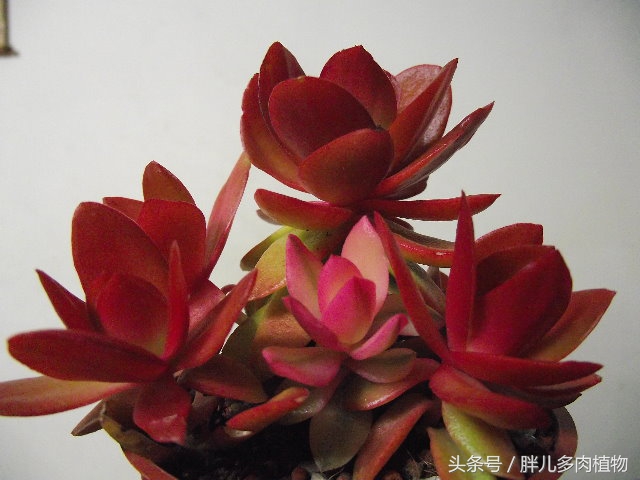 秋火莲多肉,秋火莲和火祭怎样修剪