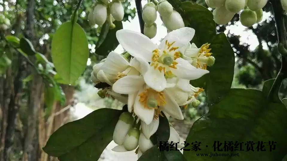 咽炎支气管炎咳嗽？到这个地方旅游几天就好了