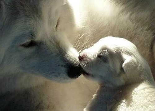 来自北国的雪衣天使，你家里有一只好抱又会自体发热的萨摩耶吗？