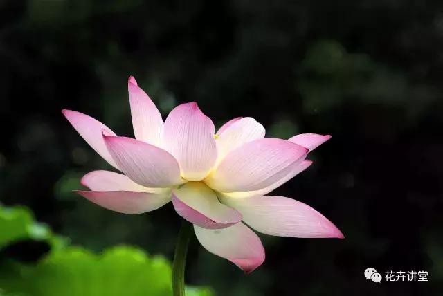 相似的花儿又来了，今天我们来认识它们