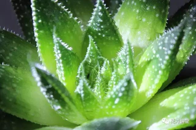 相似的花儿又来了，今天我们来认识它们