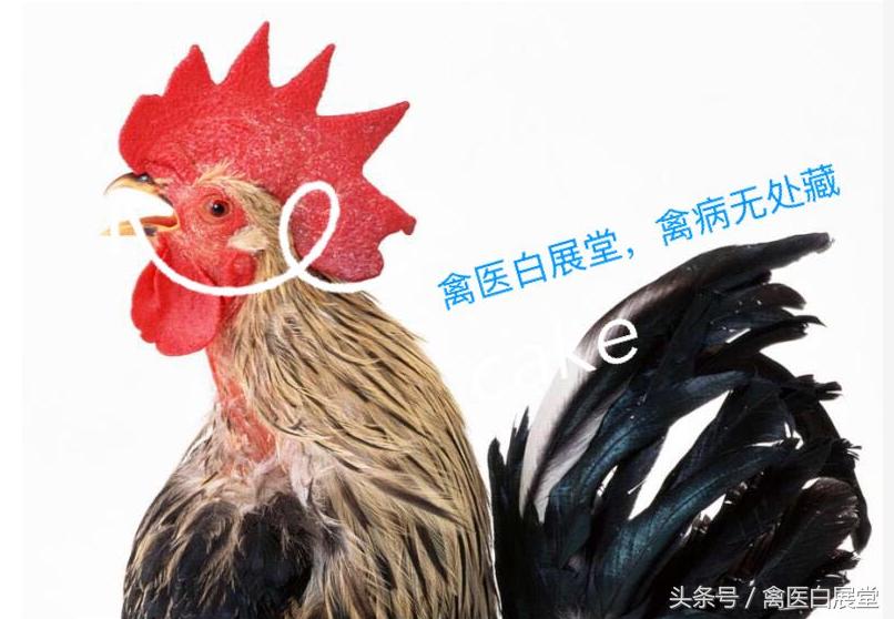 养鸡用什么小偏方好使呢,养鸡巧用醋从此走上致富路