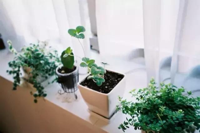 十大室内最好养活的绿植排行榜,绿植大全1000种