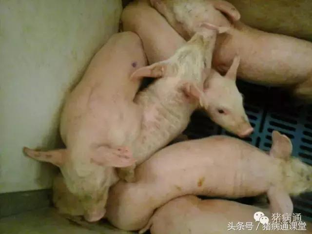 猪疥螨病和猪驱虫的有效防治方案！