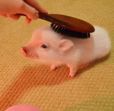 迷你猪好养吗,迷你香猪真的长不大嘛