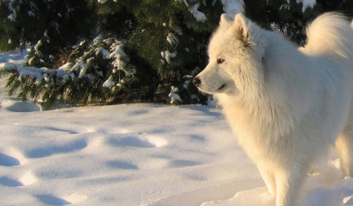 来自北国的雪衣天使，你家里有一只好抱又会自体发热的萨摩耶吗？