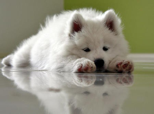 来自北国的雪衣天使，你家里有一只好抱又会自体发热的萨摩耶吗？