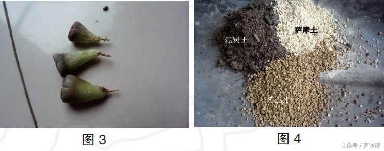 生石花土养怎么消毒,生石花上盆怎么养护