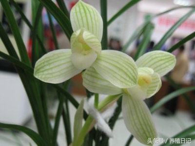 你知道吗？铁锈居然是养兰花的神器！