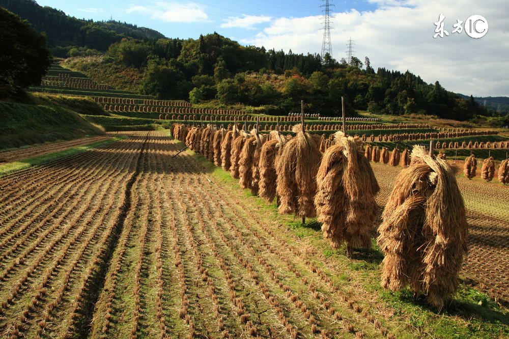 农村土地流转后还有粮补吗,土地流转以后大龄农民靠什么生活
