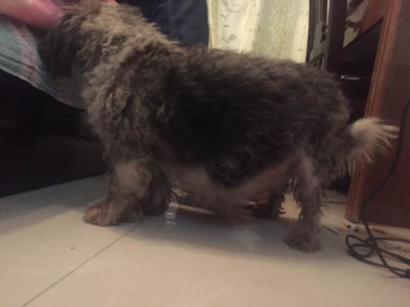 狗狗怀孕生了好多狗崽怎么处理,怀孕狗狗快生的时候肚子硬