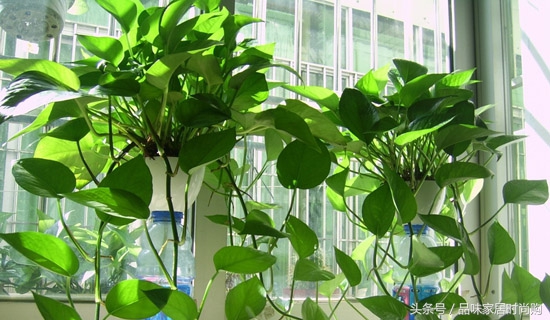 遗憾没有阳光？背阴阳台也能打造幽静绿色花园