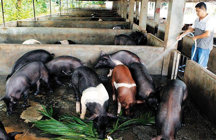 养殖白猪创业致富,农户养一头猪利润是多少
