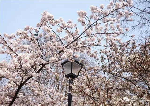 一天吃8顿算啥！回我老家青岛，带你吃上24小时！