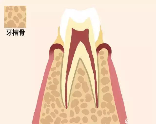 牙齿脱落的顺序图,一张动图告诉你
