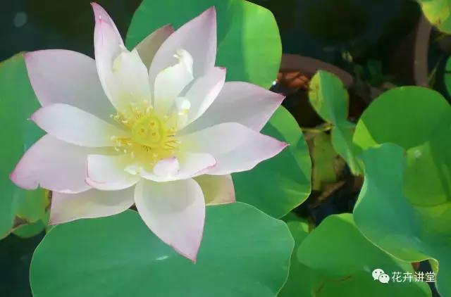 相似的花儿又来了，今天我们来认识它们