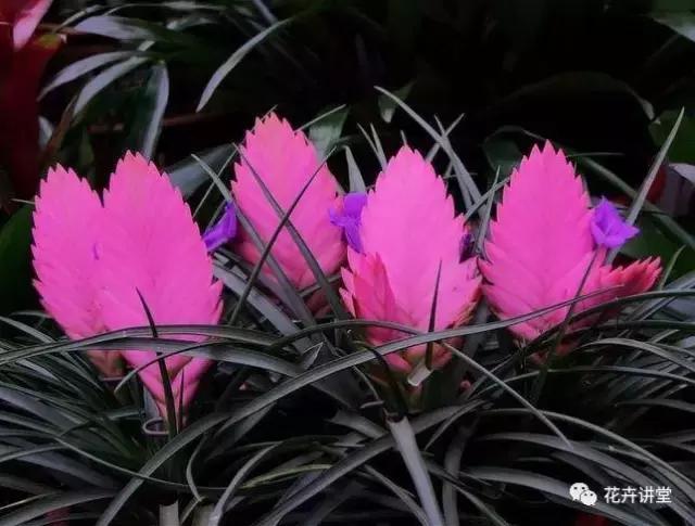 相似的花儿又来了，今天我们来认识它们