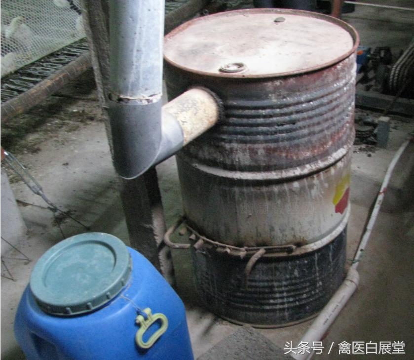 养鸡用什么小偏方好使呢,养鸡巧用醋从此走上致富路