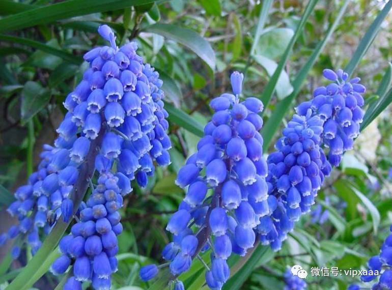 这13种开紫色花的花卉你认识几种,五种常见蓝色花