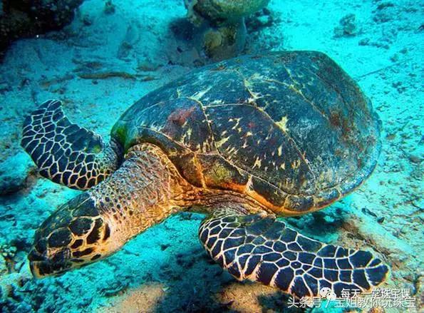 猛犸象现在真的灭绝了吗,猛犸象已灭绝为什么还有猛犸象牙