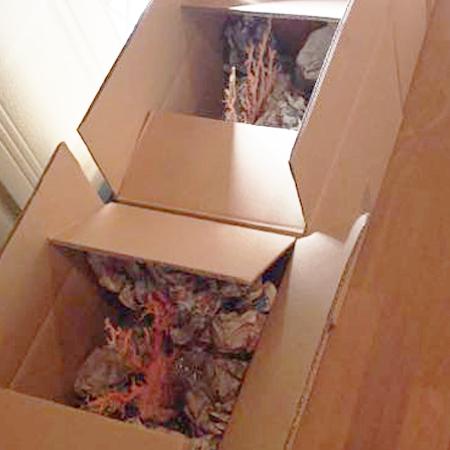 阿卡红珊瑚多少一克,阿卡珊瑚普通级别多少一克