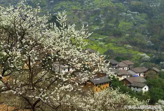 柳州美景樱花谷,柳州的花海美景