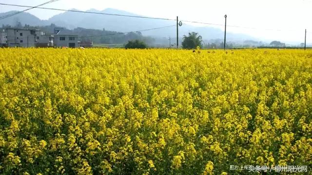 柳州美景樱花谷,柳州的花海美景