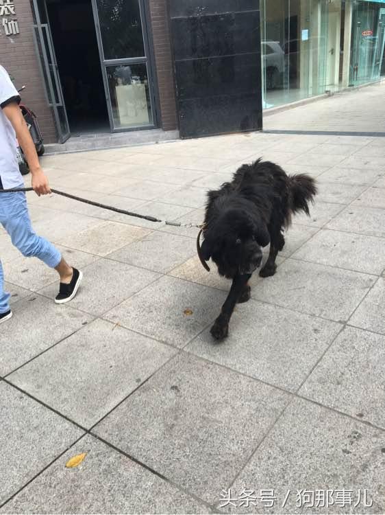 藏獒是不是对主人很温顺,藏獒忠诚护主吗