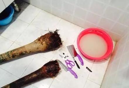 枯萎的花不能要了就该扔到垃圾桶,这五种花千万不要买