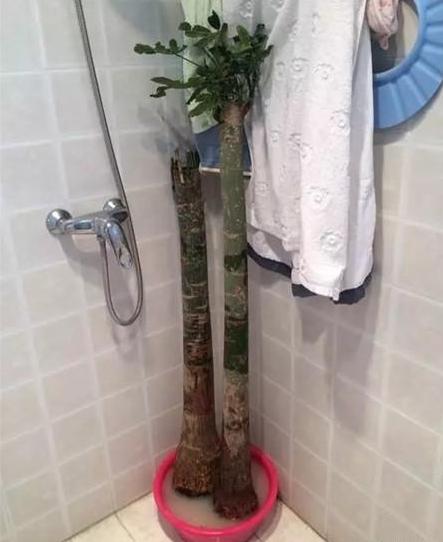 枯萎的花不能要了就该扔到垃圾桶,这五种花千万不要买