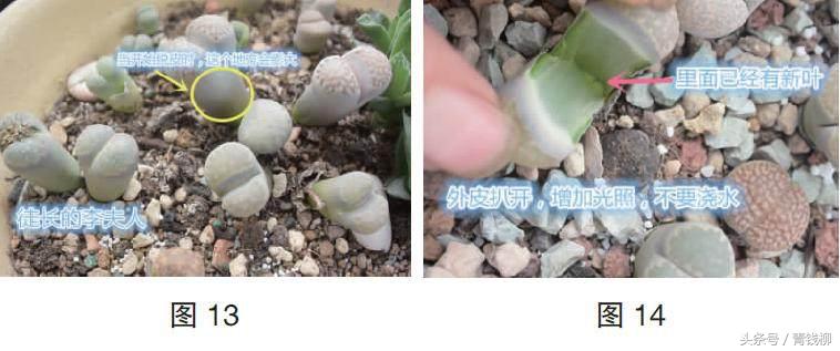 生石花土养怎么消毒,生石花上盆怎么养护