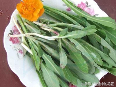 终于到了万物苏醒的春天，农家的野菜等着端上你家的餐桌（二）
