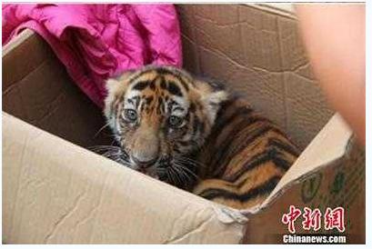 苏格兰的牛，不知该说是帅气还是非主流还是内马尔