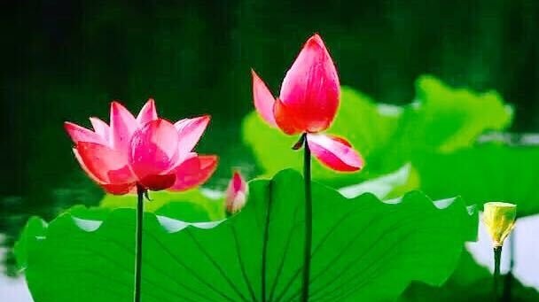 当医生遇上警察押着的罪犯病人，该怎么做？