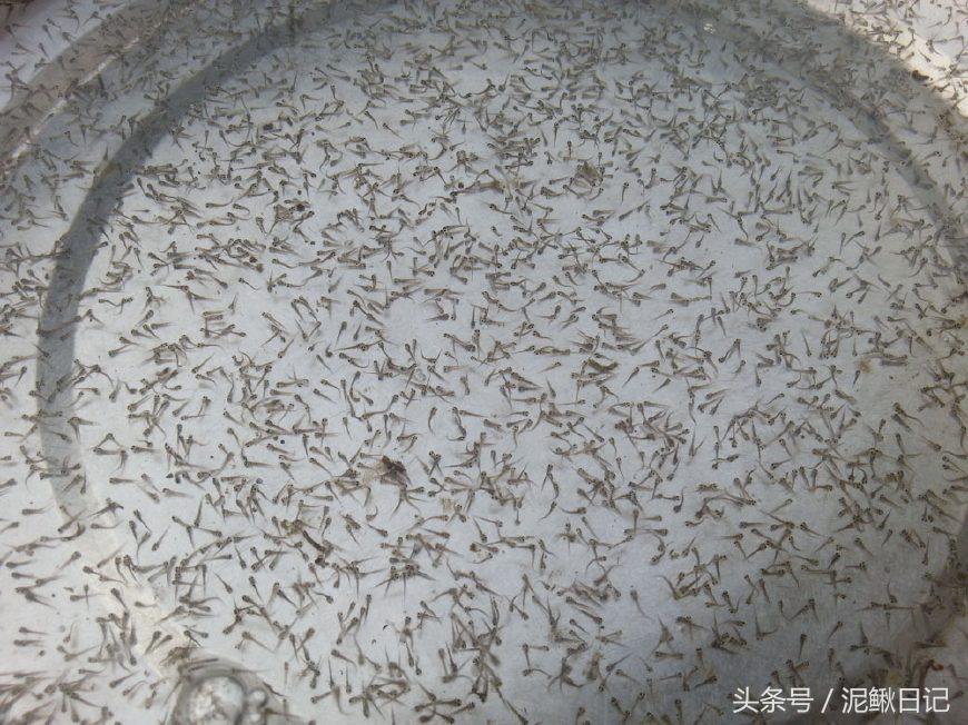 养泥鳅能挣钱吗,家庭养殖泥鳅如何赚钱快