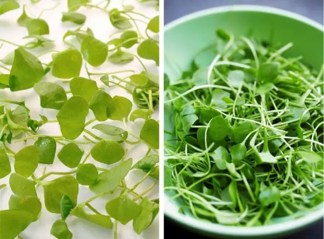 野菜鲜香嫩绿,野菜春天来