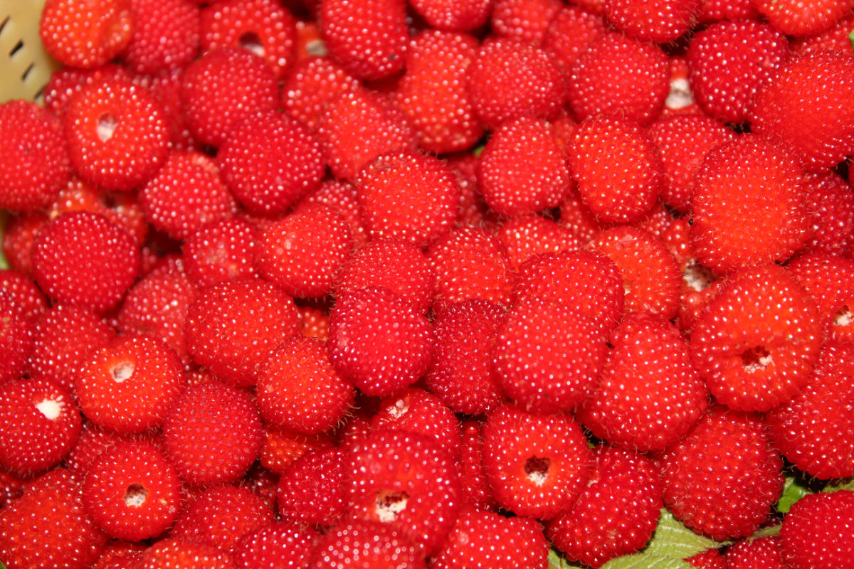 小时候想吃又不敢吃的蛇莓不仅无毒，反而有药用价值