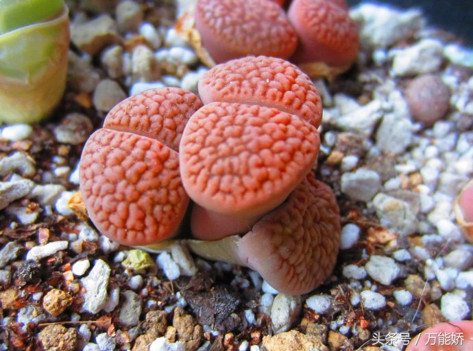 生石花屁屁花怎么养长得快,生石花屁股如何养