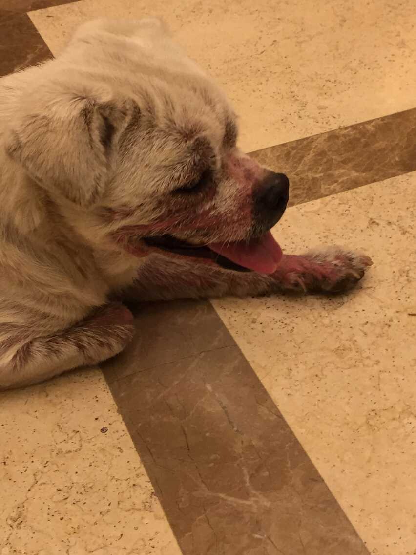 女子捡到一只脱毛的狗,女子捡到一只狗狗