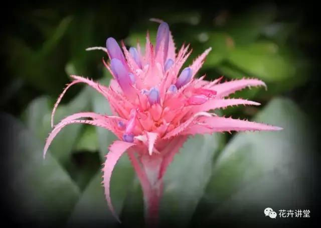 相似的花儿又来了，今天我们来认识它们