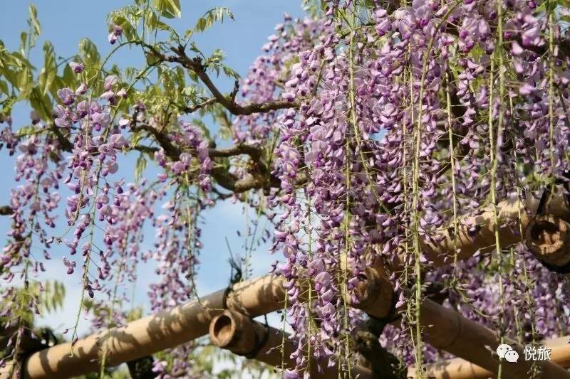 紫藤的四月美景,日本著名紫藤景点