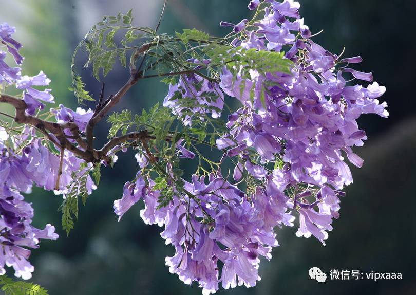 这13种开紫色花的花卉你认识几种,五种常见蓝色花