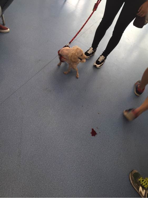 捡到的残疾泰迪狗,捡到被遗弃的泰迪