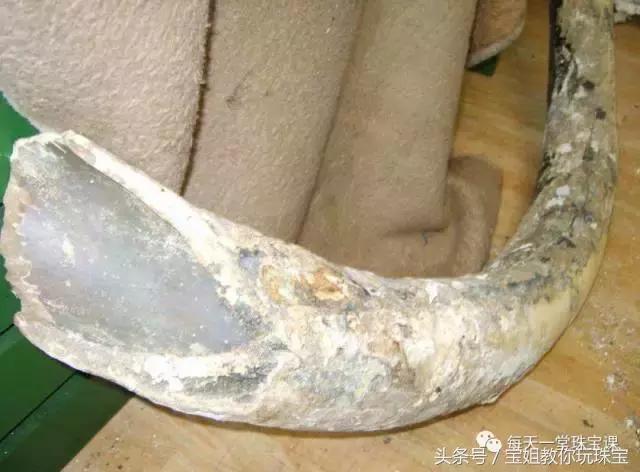 猛犸象现在真的灭绝了吗,猛犸象已灭绝为什么还有猛犸象牙