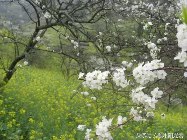 柳州美景樱花谷,柳州的花海美景