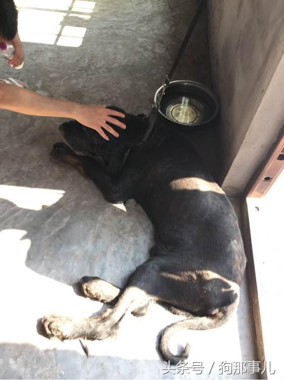 藏獒是不是对主人很温顺,藏獒忠诚护主吗